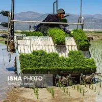 عکس/  خزانه داری و نشای برنج در استان فارس