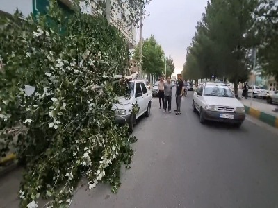 سقوط درخت روی یک خودرو در تاکستان بر اثر وزش باد شدید