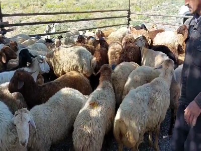 ذبح ۱۲۰ رأس گوسفند و توزیع آن بین فقرا در اهر