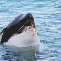 گیر افتادن قایق پارویی وسط نهنگ های قاتل