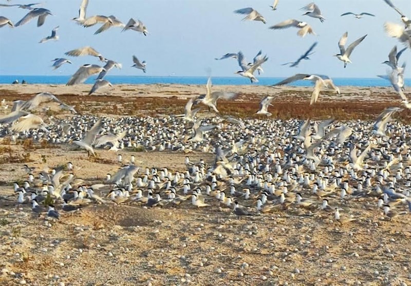مهاجرت ۱۰۰ هزار قطعه پرنده به بوشهر