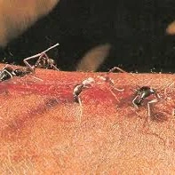 بخیه زدن زخم با استفاده از مورچه