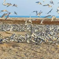 مهاجرت ۱۰۰ هزار قطعه پرنده به بوشهر