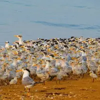 آماربرداری از پرندگان مهاجر در استان بوشهر