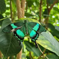 پروانه ای زیبا در نیاگارا پیدا شد 