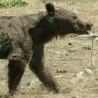 بدبخت‌ترین خرس جهان!