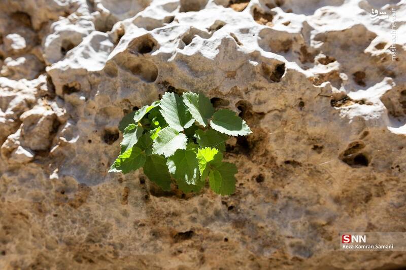 تنگه شیرز کوهدشت لرستان