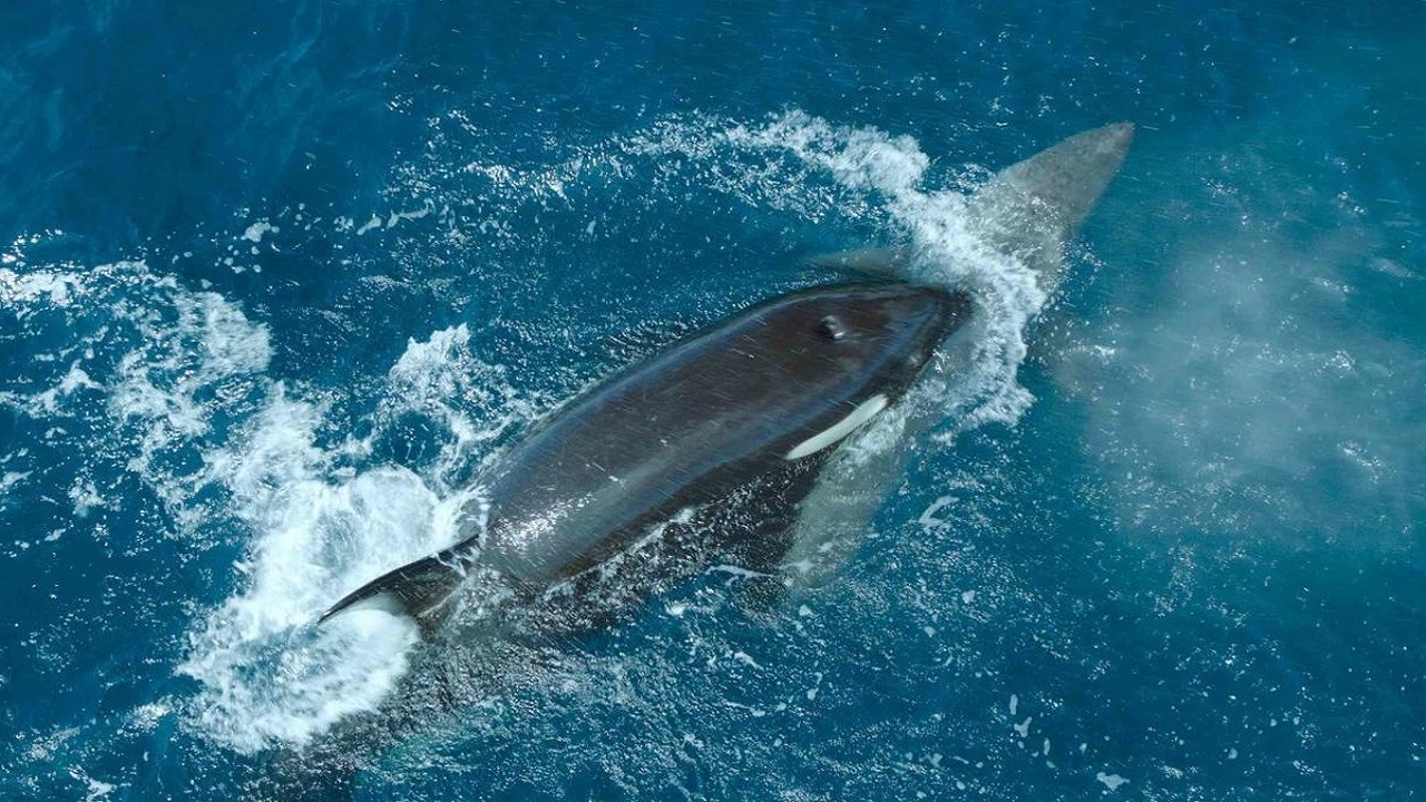 نهنگ قاتل با ضربه‌ای مرگبار کوسه سفید را شکست داد