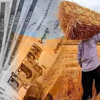 پیش‌بینی خرید تضمینی ۸۵۰ هزار تن گندم در استان کرمانشاه