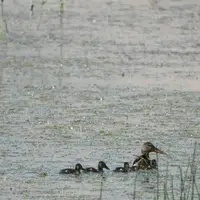 زادآوری گونه اردک نوک‌پهن در تالاب گندمان