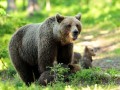 شناسایی عامل شکار خرس در کجور نوشهر