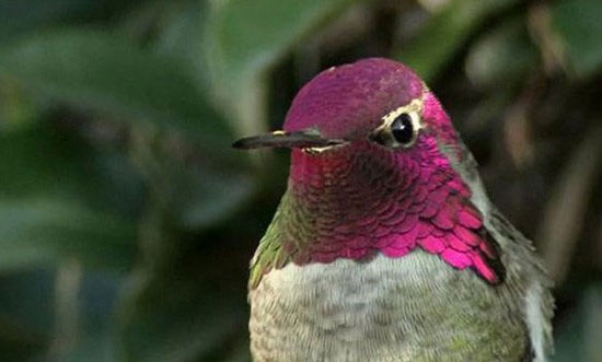 پرنده‌ای شگفت‌انگیز که در یک دقیقه ۶۲ بار رنگ عوض می‌کند!