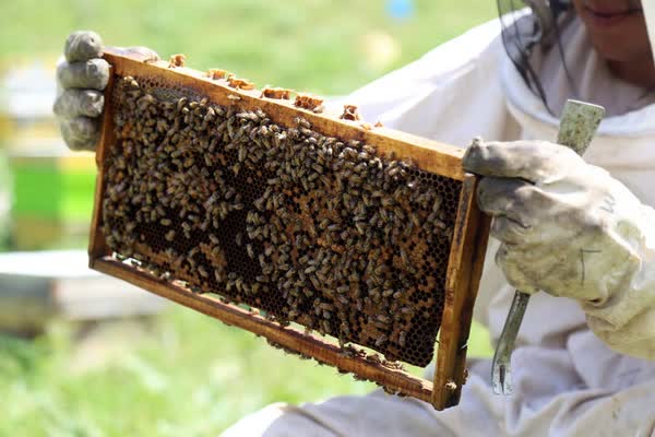 جای خالی زنبورداران لرستانی در سبد بیمه