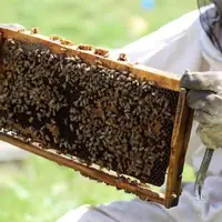 جای خالی زنبورداران لرستانی در سبد بیمه