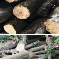 کشف‌وضبط چوب قاچاق جنگلی در شهرستان میاندورود