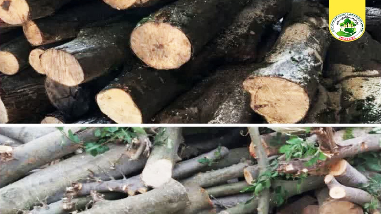 کشف‌وضبط چوب قاچاق جنگلی در شهرستان میاندورود