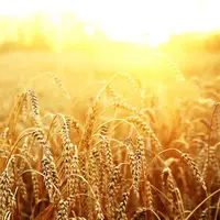 خوزستان در جایگاه نخست تولید گندم و چغندر در کشور