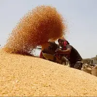 بیشترین میزان تولید گندم مربوط به کدام استان است؟