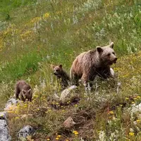 تصاویری از خرس قهوه‌ای ماده به همراه فرزندانش در پارک ملی کیاسر