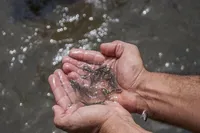 رهاسازی 6 میلیون ماهی سفید در رودخانه های آستارا