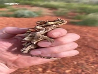 موجودی عجیب در استرالیا به نام شیطان خاردار