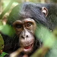 قدردانی یک شامپانزه از عکاس فرانسوی پس از کمک گرفتن برای نوشیدن آب 