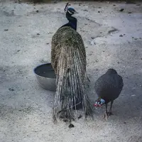 زنده‌گیری ۲ قطعه طاووس در شهرستان نظرآباد