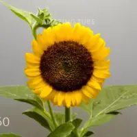 تایم لپسی زیبا از رشد گل آفتابگردان طی 85 روز