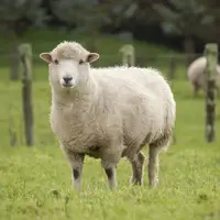 حمله گوسفند عصبانی به یک قصابی!