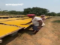 تولید لواشک انبه به صورت غیربهداشتی در هند