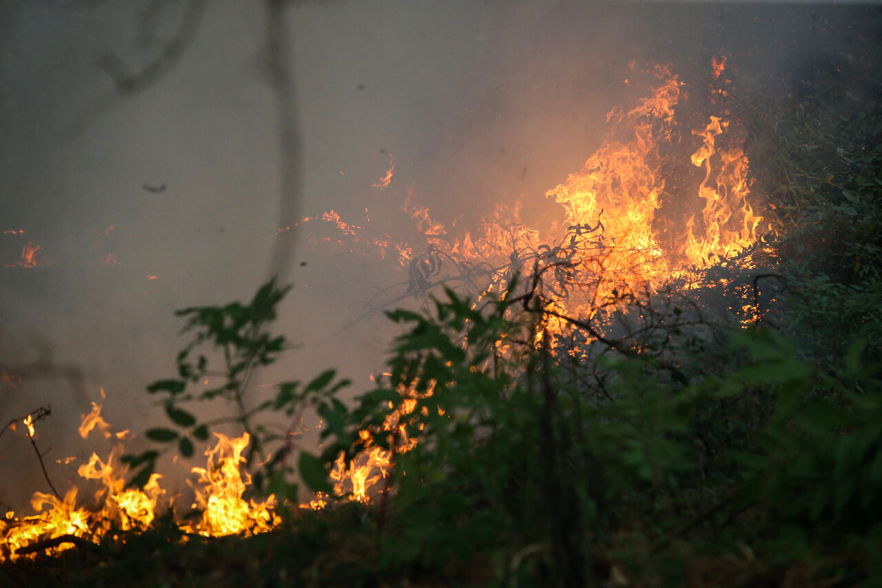بخشی از جنگل‌های هلیساد دچار آتش‌سوزی شد