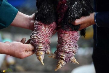4 گوشه دنیا/ مرغی ویتنامی که گوشت پاهایش ۱۲۰ میلیون تومان قیمت دارد!