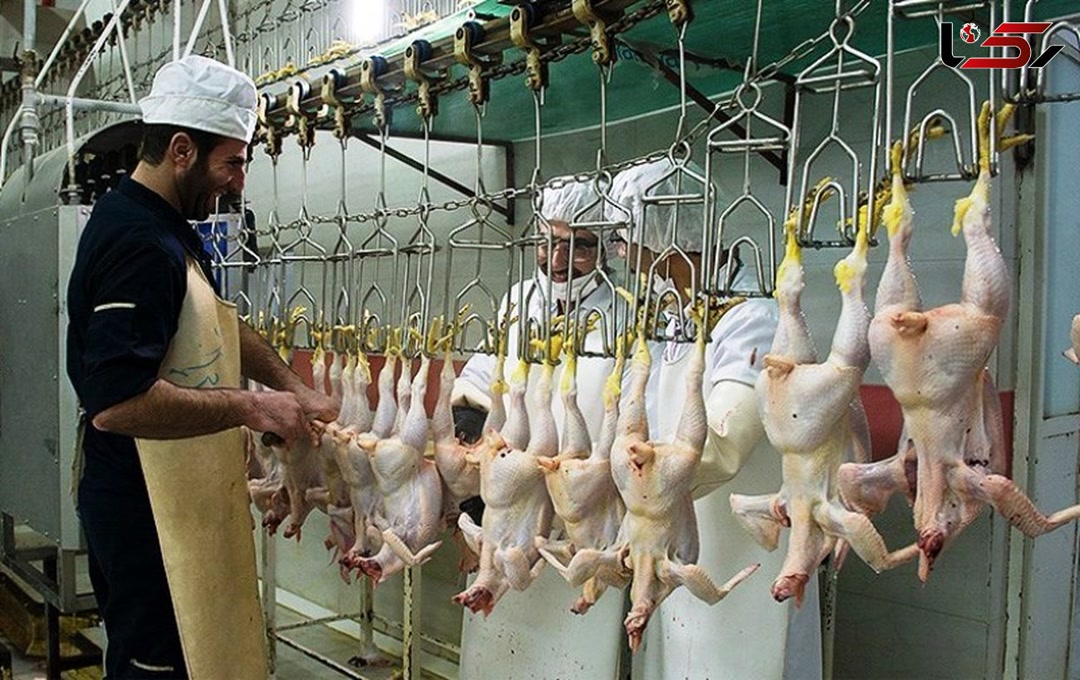 ضرب‌الاجل ۲ ماهه دادستان به کشتارگاه‌های مرغ همدان
