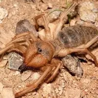 یورش مرگبار عنکبوت شتری به لانه مورچه‌ها 