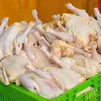 وزارت جهاد کشاورزی اجازه صادرات مرغ مازاد را صادر کرد