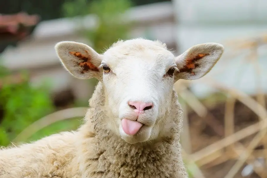تصاویری بامزه از گوسفند پشمی مینیاتوری