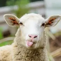 تصاویری بامزه از گوسفند پشمی مینیاتوری