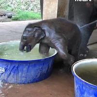 آب تنی کردن به سبک بچه فیل