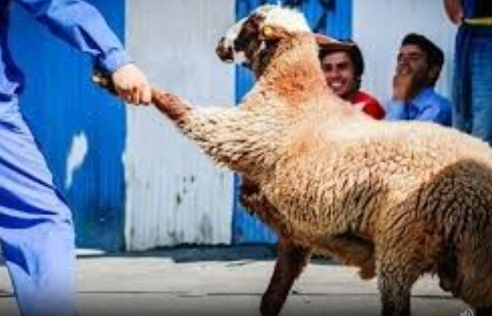 تصاویر باورنکردنی از حمله عجیب گوسفندان به یک قصابی بعد از ذبح یک برّه!