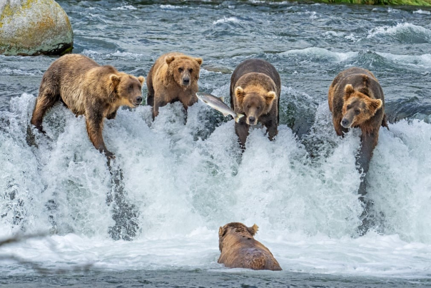 خرس های گرسنه در حال صید ماهی در رودخانه آلاسکا
