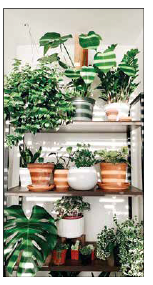 مزایای نگهداری از گیاهان آپارتمانی