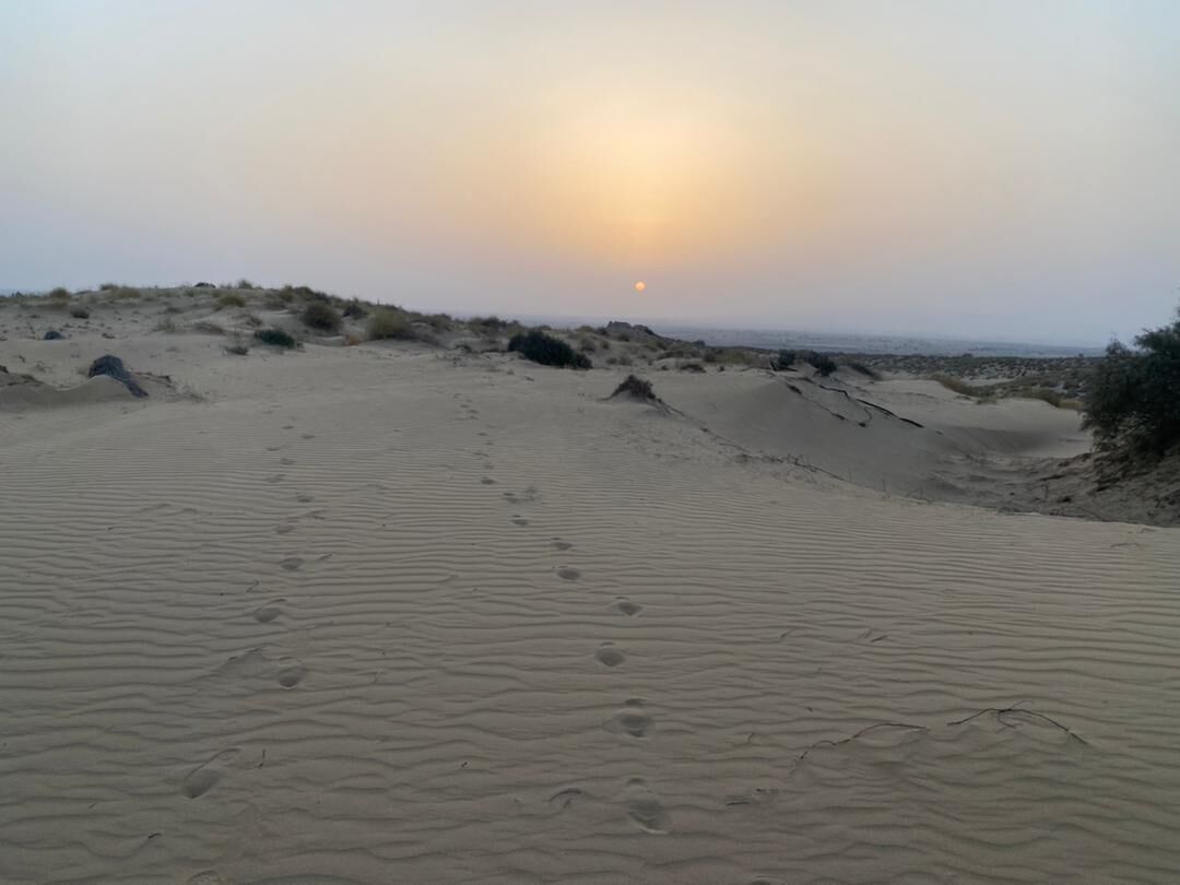تثبیت اراضی، کلید راهگشای مهار گردوغبار در استان بوشهر
