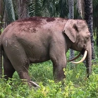 کوچکترین گونه فیل جهان در خطر انقراض 