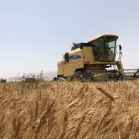 خریداری حدود ۱۳ هزار تن گندم از کشاورزان خراسان جنوبی