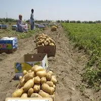 عرضه محصولات کشاورزی خراسان جنوبی با قیمت تنظیم بازار