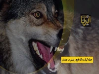 حمله گرگ به گله قوچ و میش ارمنی در همدان
