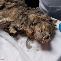 کالبد شکافی جسد یک گرگ با قدمتی در حدود ۴۴ هزار سال 