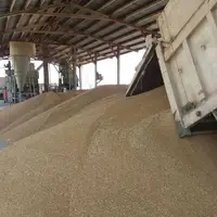 برداشت گندم در مزارع شهرستان باشت ۳۰ درصد افزایش یافت