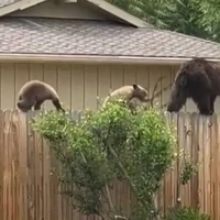 لحظه عبور خانواده خرس از روی حصار بین دو خانه