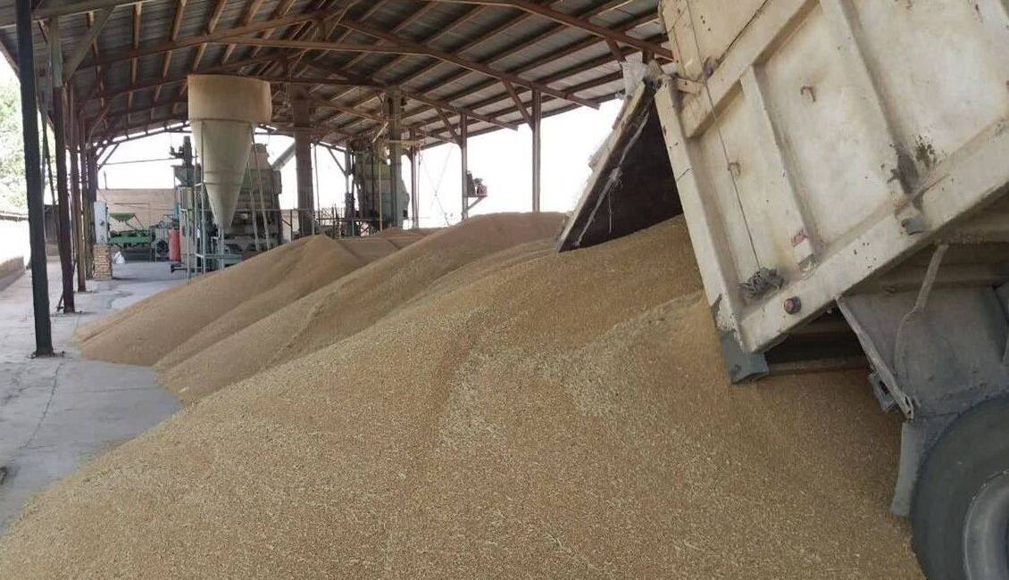 افزایش برداشت گندم از مزارع باشت